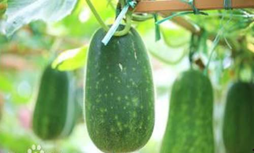 秋天别吃瓜,为何秋天不宜食用瓜类水果