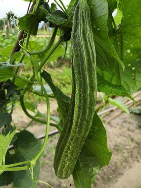 雨中瓜棚吃瓜美图,瓜香四溢的夏日时光