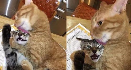 小虎斑吃瓜,小虎斑的瓜田奇遇记