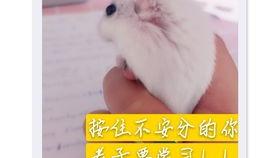 老鼠吃瓜梗,一场意外的瓜田趣事