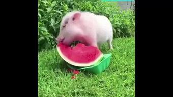 骑小猪吃瓜,趣味横生的田园生活体验
