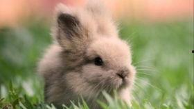 喜欢吃兔子 吃瓜,探寻美食爱好者的独特喜好