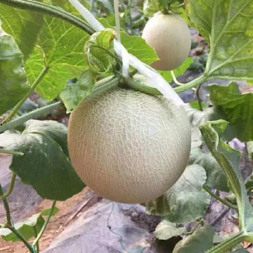 吃冰淇淋蜜瓜串