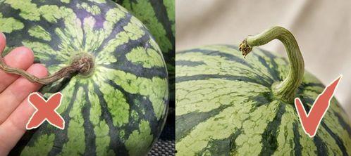 吃瓜香港,揭秘“吃瓜群众”背后的故事